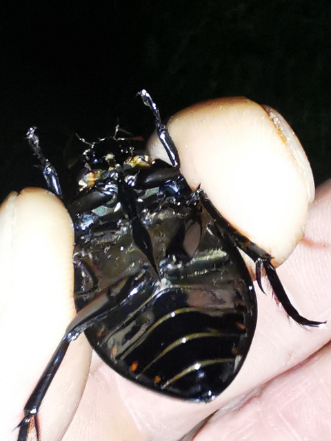Hydrophilus aterrimus - fekete óriáscsibor