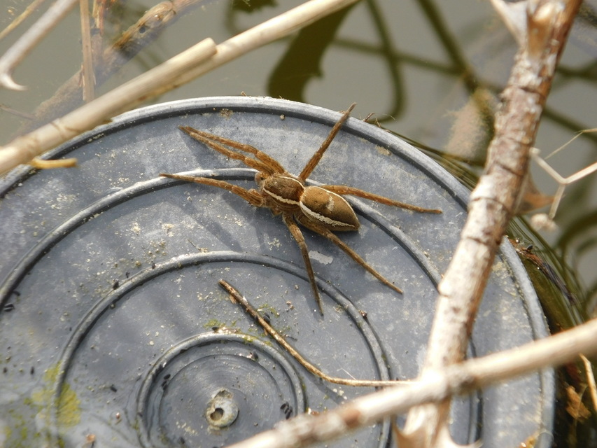 Dolomedes plantarius/fimbriatus