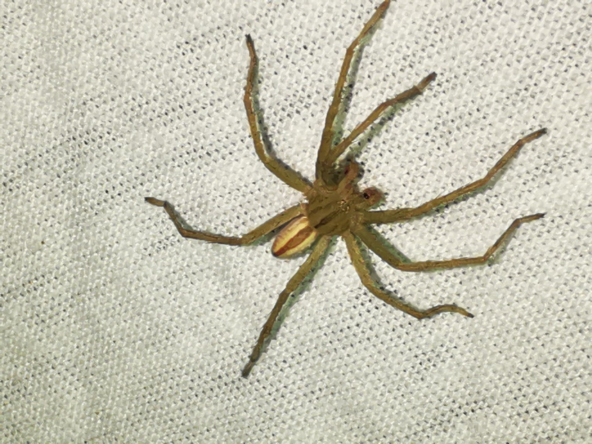 Micrommata virescens - hunyópók
