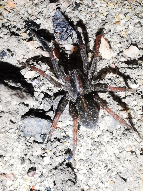 Trochosa