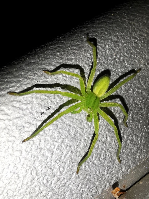 Micrommata virescens - hunyópók