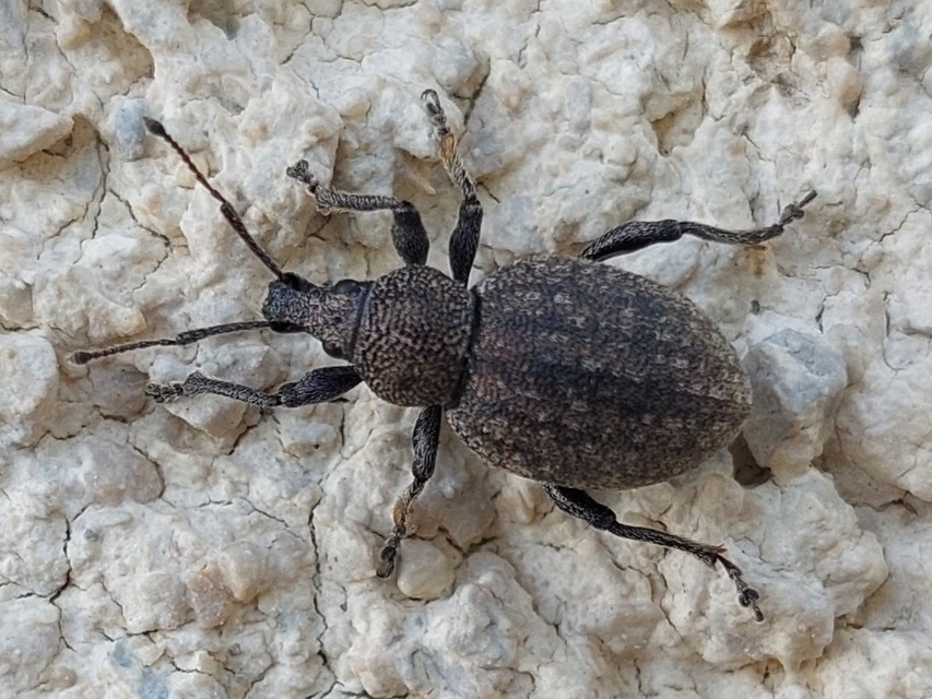 Otiorhynchus ligustici - vincellér-gyalogormányos
