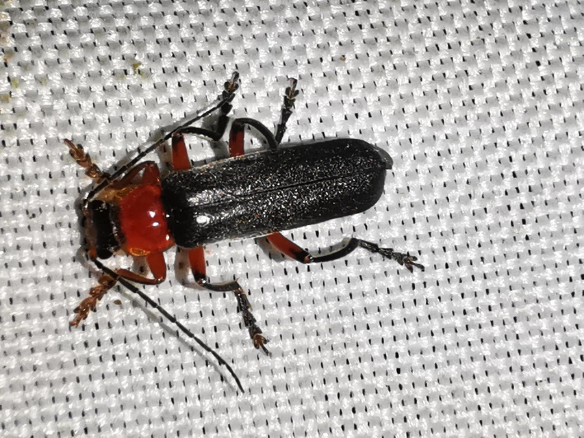 Cantharis livida - mezei lágybogár