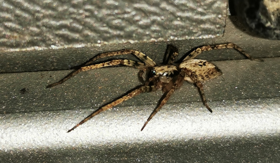 Anyphaena accentuata - jegyespók