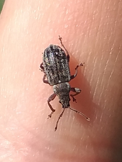 Phyllobius pyri - gyümölcsfa-levélormányos