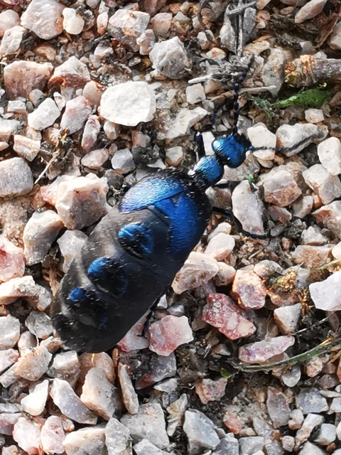 Meloe violaceus - kék nünüke
