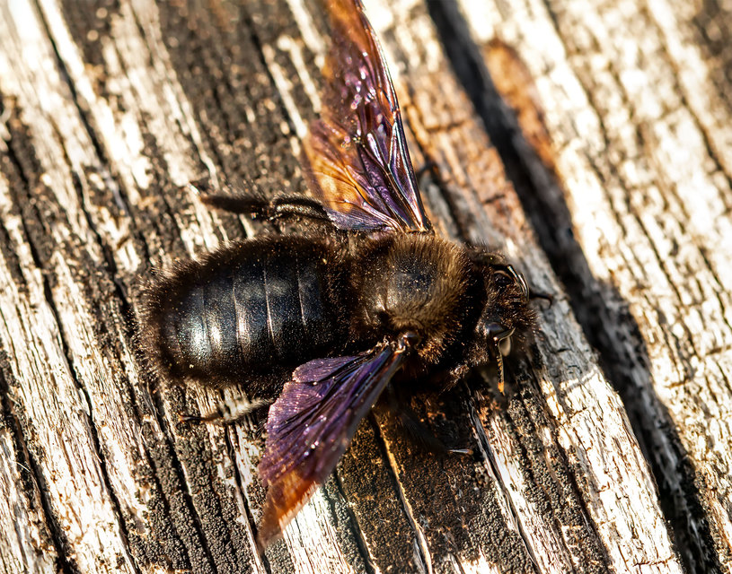 Xylocopa violacea - kék fadongó