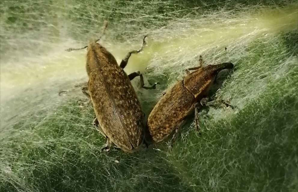 Lixus cardui/filiformis