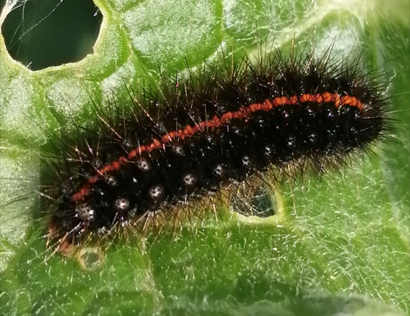 Spiris striata - csíkos molyszövő