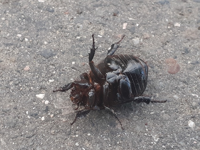 Pentodon idiota - butabogár