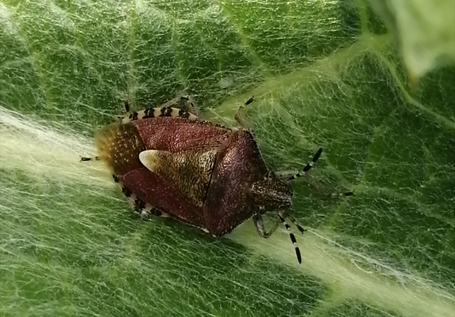 Dolycoris baccarum - közönséges bogyómászó-poloska Dolycoris baccarum - közönséges bogyómászó-poloska