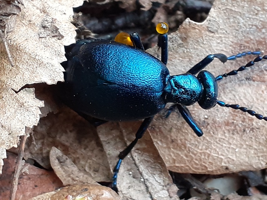 Meloe violaceus - kék nünüke