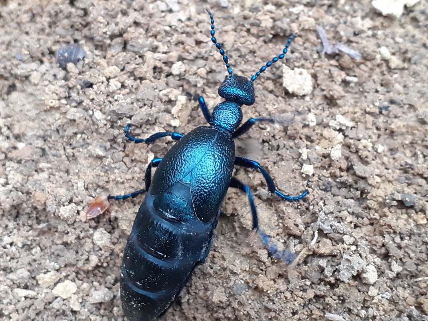 Meloe violaceus - kék nünüke