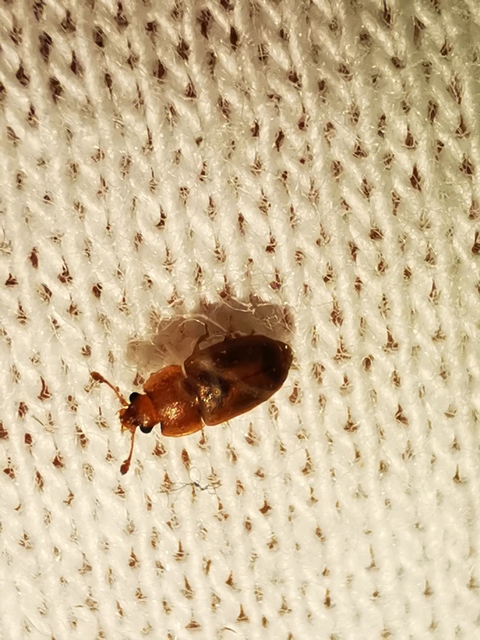 Epuraea Epuraea