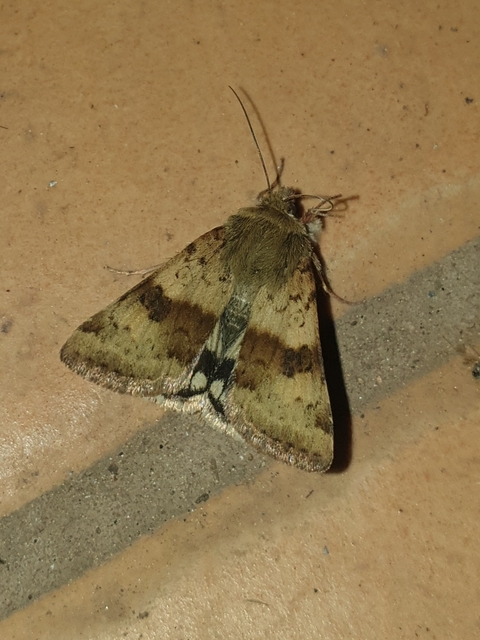 Heliothis viriplaca - mácsonyabagoly