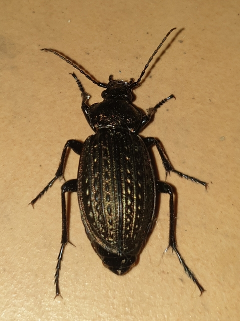 Carabus ulrichii - rezes futrinka