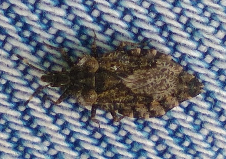 Aradus