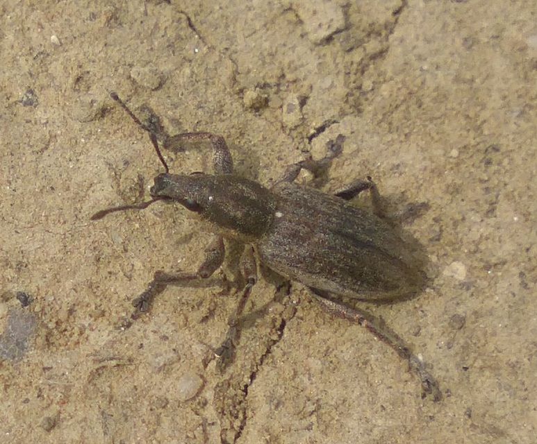 Tanymecus palliatus - közönséges hegyesfarúbarkó