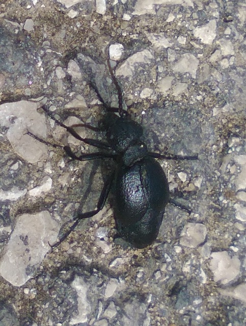 Meloe scabriusculus - érdes nünüke
