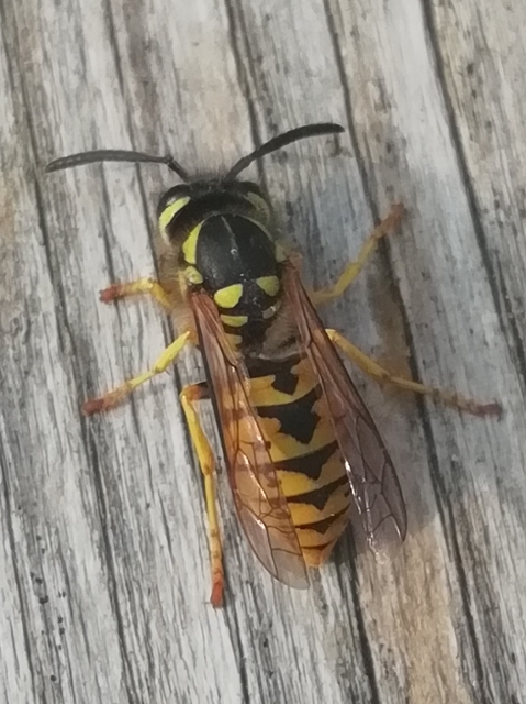 Vespula germanica - német darázs