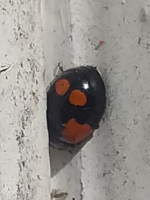 Adalia bipunctata - kétpettyes katica