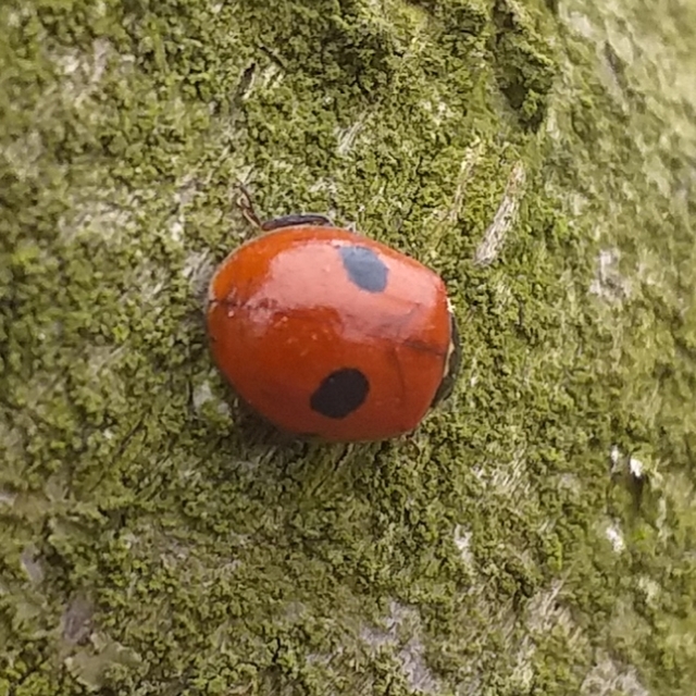 Adalia bipunctata - kétpettyes katica