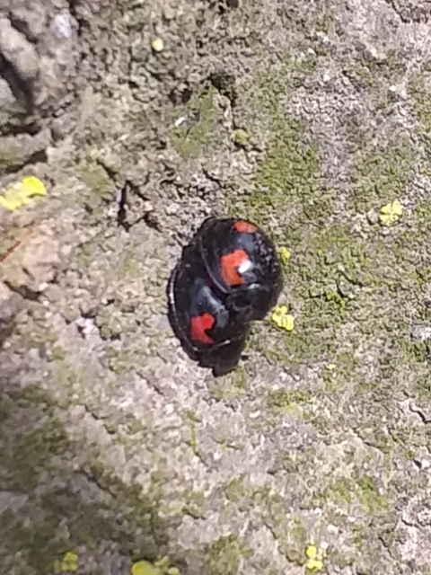 Exochomus quadripustulatus - négyfoltos szerecsenkata