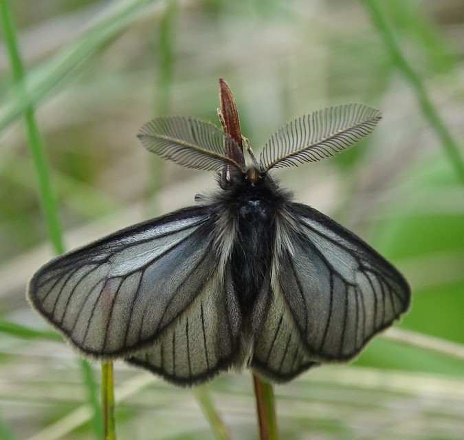 Pentophera morio - réti gyapjaslepke