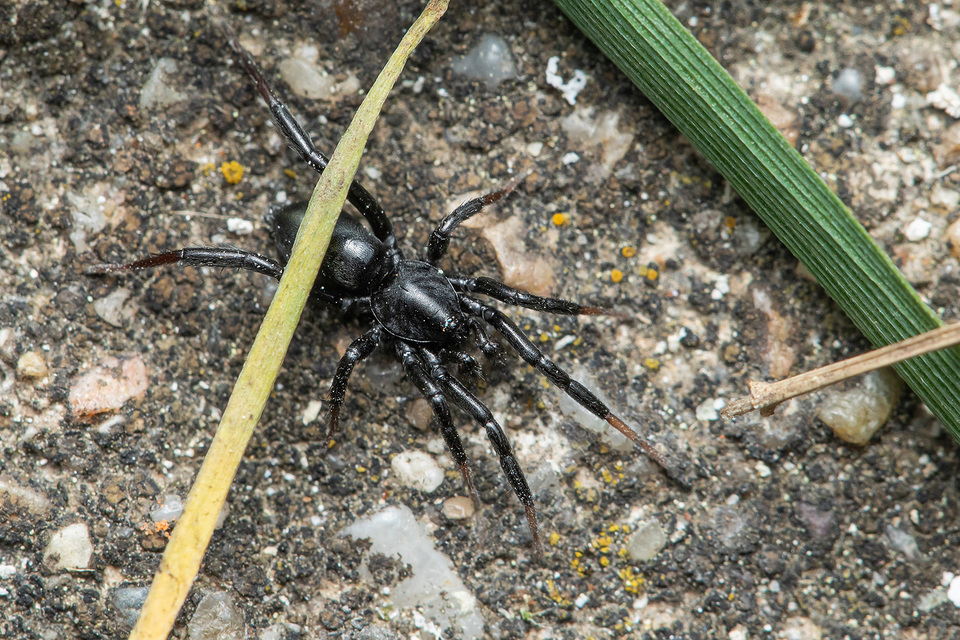 Drassyllus