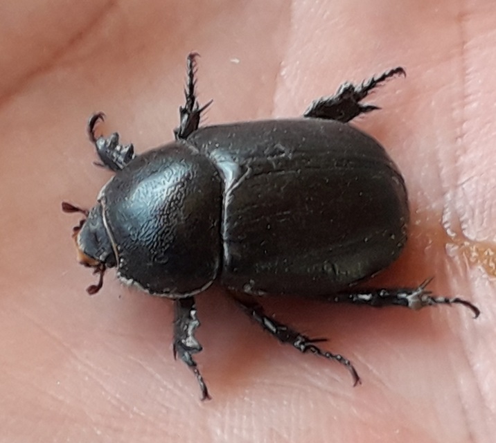 Pentodon idiota - butabogár