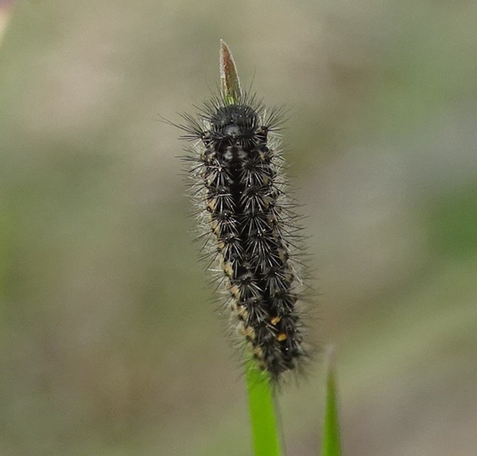 Pentophera morio - réti gyapjaslepke