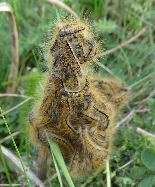 Malacosoma castrensis - kutyatejszövő