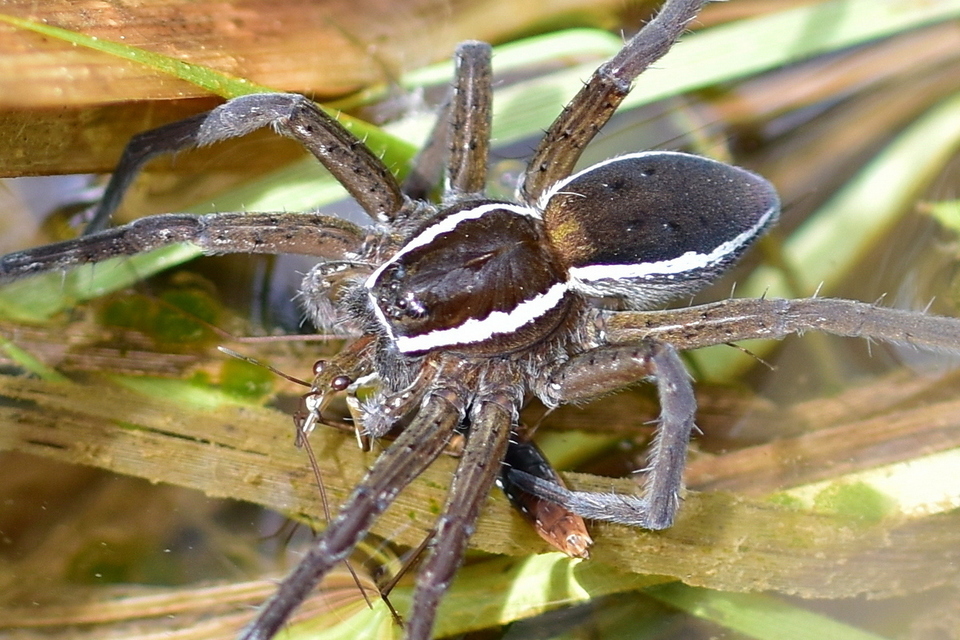Dolomedes plantarius/fimbriatus