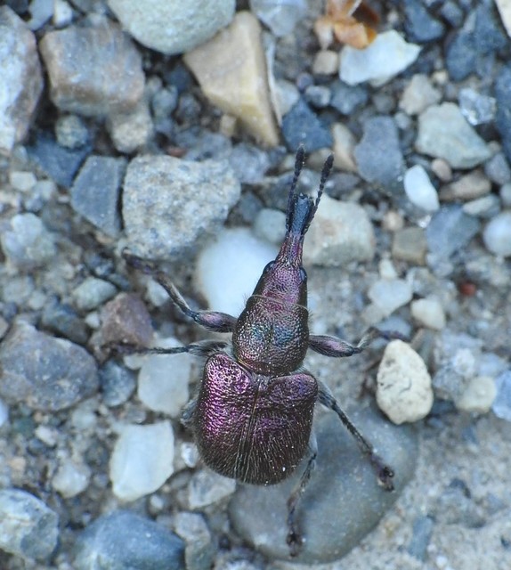 Rhynchites auratus - aranyos eszelény Rhynchites auratus - aranyos eszelény