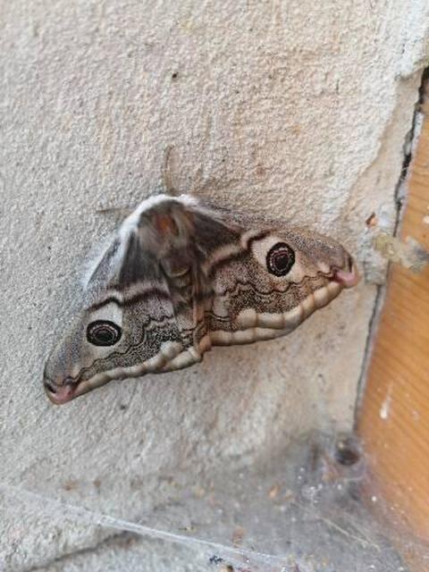 Saturnia pavoniella/pavonia