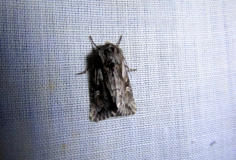 Chloantha hyperici - orbáncfű-sugarasbagoly