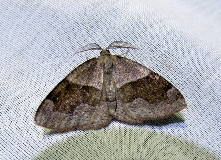 Plagodis pulveraria - szemcsés araszoló