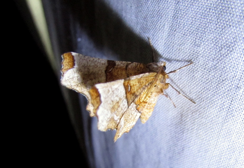 Selenia lunularia - egyfoltos holdasaraszoló