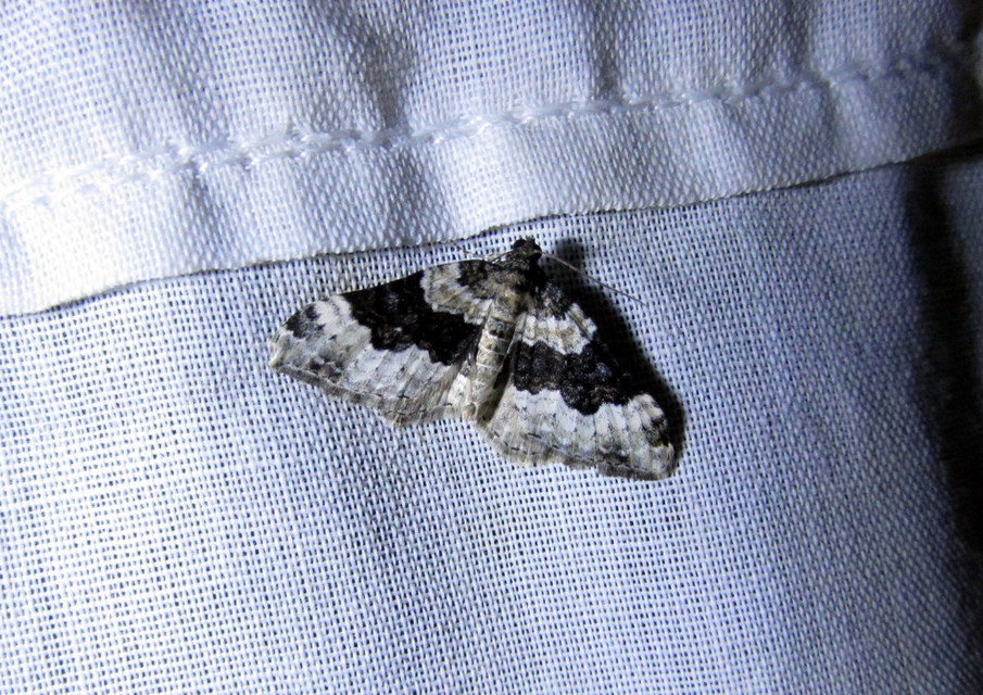 Epirrhoe galiata - sávos galajaraszoló