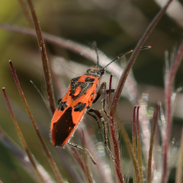 Corizus hyoscyami - piros karimáspoloska
