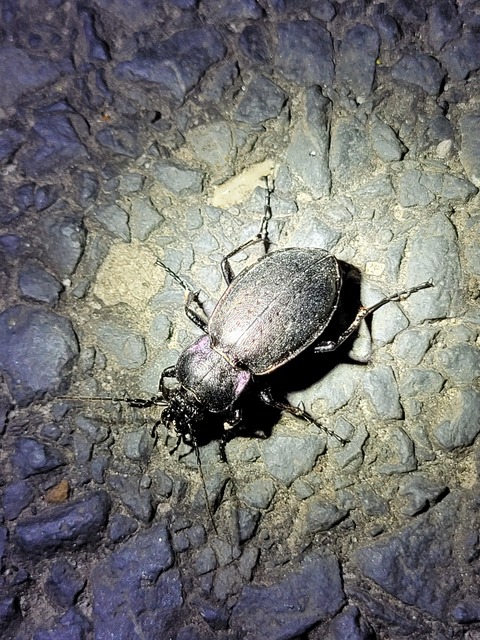 Carabus nemoralis - ligeti futrinka