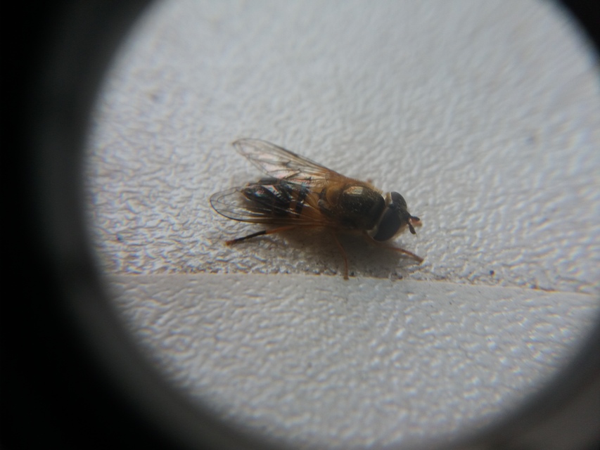 Epistrophe eligans - változékony rétizengőlégy