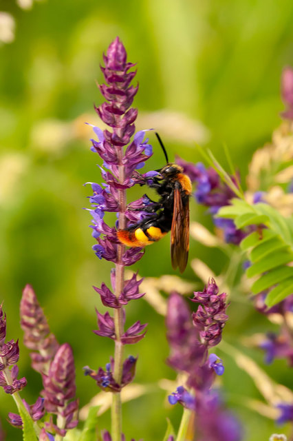 Megascolia maculata - óriás-tőrösdarázs