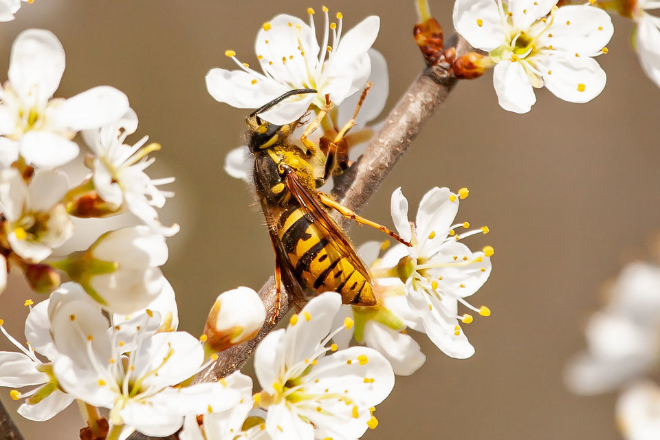 Vespula vulgaris - kecskedarázs
