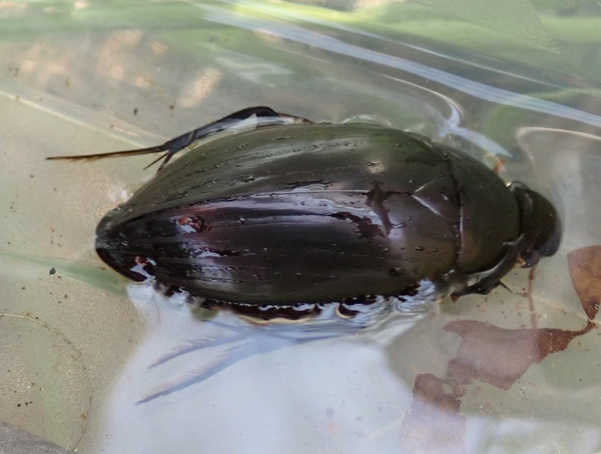 Hydrophilus piceus - közönséges óriáscsibor