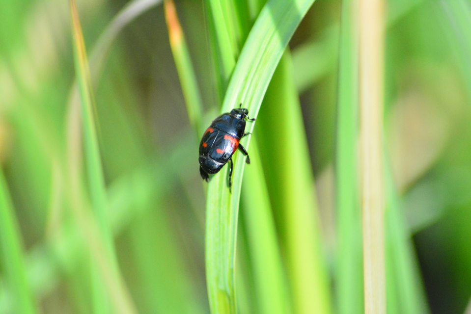 Hister quadrimaculatus - közönséges sutabogár