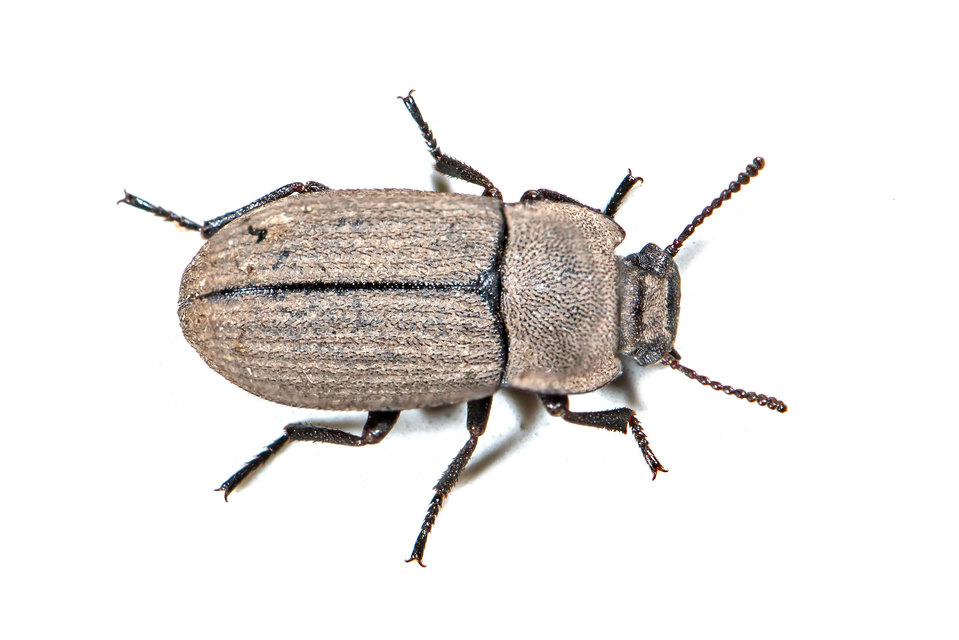 Gonocephalum granulatum pusillum