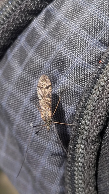 Limnophora