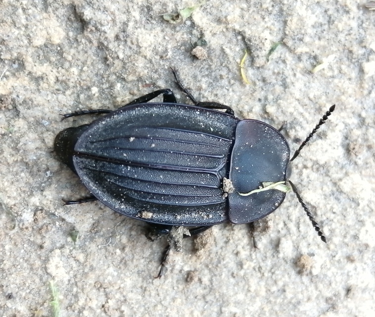 Silpha carinata - karimás dögbogár