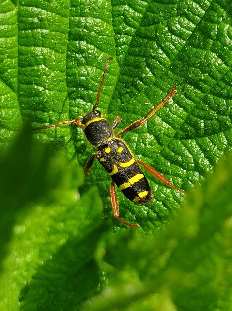 Clytus arietis - közönséges darázscincér